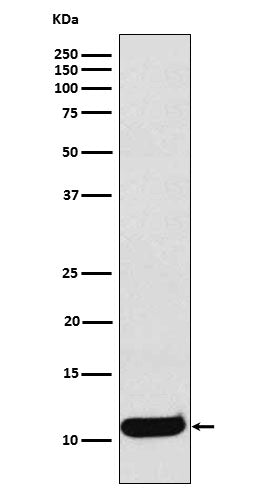 Western blot analysis of CCL19 expression in Human Macrophage Inflammatory Protein 3 beta recombinant protein lysate.