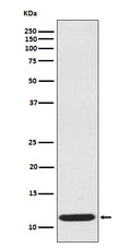 Western blot analysis of extracts from CCL19 recombinant protein, using CCL19 antibody.