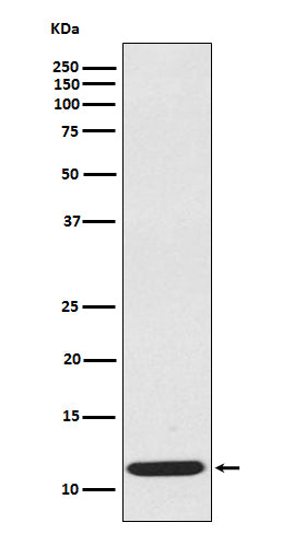 Western blot analysis of extracts from CCL19 recombinant protein, using CCL19 antibody.