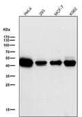 All lanes use the Antibody at 1:1K dilution for 1 hour at room temperature.