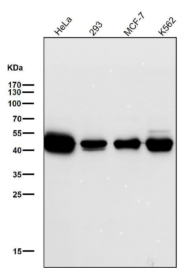 All lanes use the Antibody at 1:1K dilution for 1 hour at room temperature.