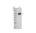 Anti-IKZF3 Rabbit Monoclonal Antibody