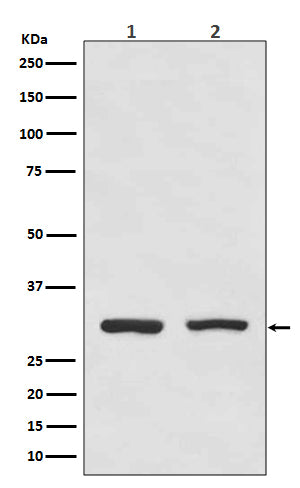 Western blot analysis of Bcl10 expression in (1) HeLa cell lysate; (2) Raji cell lysate.