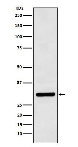 Western blot analysis of Bcl10 expression in Daudi cell lysate.