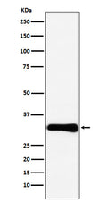 Western blot analysis of Bcl10 expression in HeLa cell lysate.