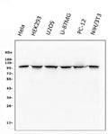 Anti-alpha 1 Catenin/CTNNA1 Antibody Picoband® (monoclonal, 10I2)