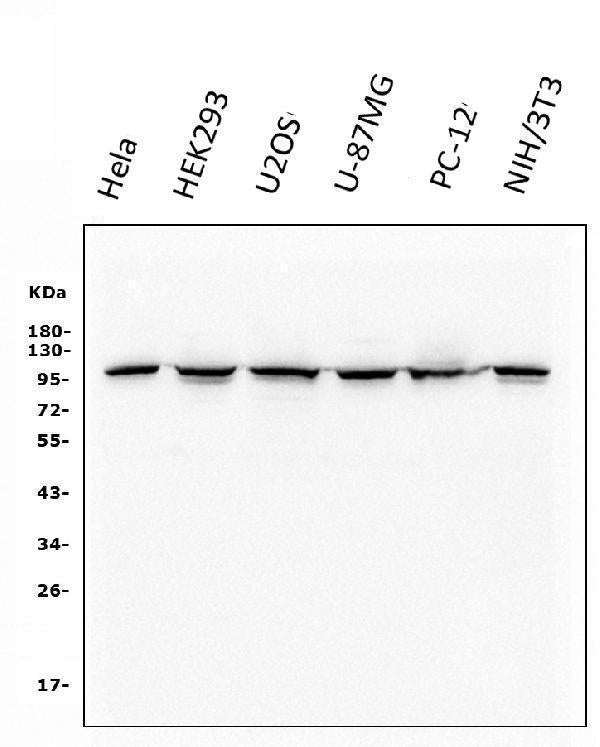 Anti-alpha 1 Catenin/CTNNA1 Antibody Picoband® (monoclonal, 10I2)