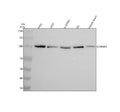 Anti-Catenin alpha 1 CTNNA1 Rabbit Monoclonal Antibody