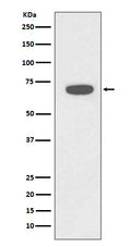 Western blot analysis of RAD18 expression in HeLa cell lysate.