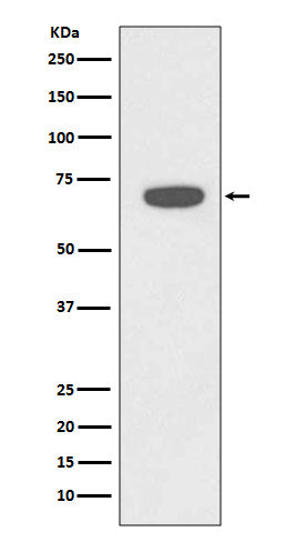 Western blot analysis of RAD18 expression in HeLa cell lysate.
