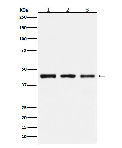 Western blot analysis of PGD expression in (1) 293 cell lysate; (2) Mouse kidney lysate; (3) Rat kidney lysate.
