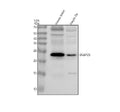 Anti-SNAP25 Rabbit Monoclonal Antibody