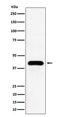 Western blot analysis of MVD expression in K562 cell lysate.