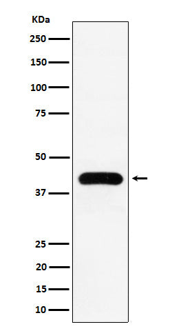 Western blot analysis of MVD expression in K562 cell lysate.