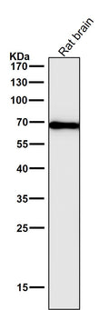 All lanes use the Antibody at 1:2W dilution for 1 hour at room temperature.