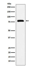 Western blot analysis of PAF1 expression in K562 cell lysate.