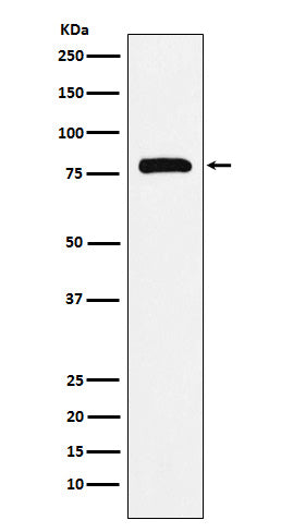 Western blot analysis of PAF1 expression in K562 cell lysate.