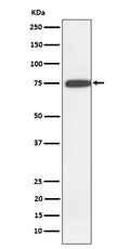 Western blot analysis of GNE expression in K562 cell lysate.