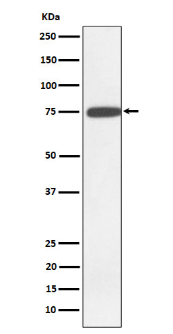 Western blot analysis of GNE expression in K562 cell lysate.