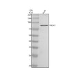 Anti-MCM7 Monoclonal Antibody