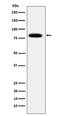 Western blot analysis of MCM7 expression in HeLa cell lysate.