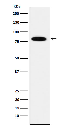 Western blot analysis of MCM7 expression in HeLa cell lysate.