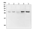 Anti-DCK Antibody Picoband® (monoclonal, 3G10)