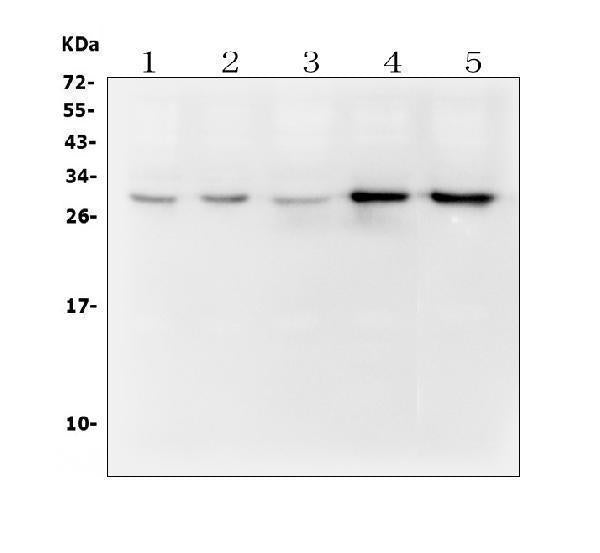 Anti-DCK Antibody Picoband® (monoclonal, 3G10)