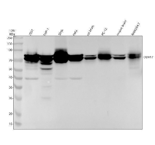 Anti-DDX17 Rabbit Monoclonal Antibody