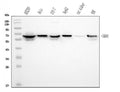 Anti-GRB10 Antibody Picoband® (monoclonal, 5H7)