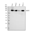 Anti-Sortilin Rabbit Monoclonal Antibody