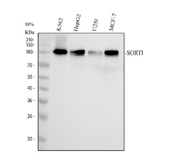 Anti-Sortilin Rabbit Monoclonal Antibody