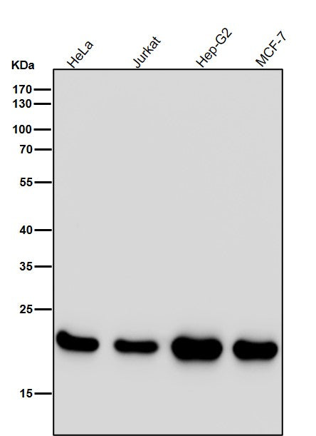 All lanes use the Antibody at 1:5K dilution for 1 hour at room temperature.