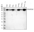 Anti-CD146 MCAM Rabbit Monoclonal Antibody
