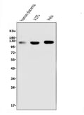Anti-CD146/MCAM Antibody Picoband® (monoclonal, 2H12)