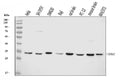 Anti-YWHAE Antibody Picoband® (monoclonal, 3G11G2)