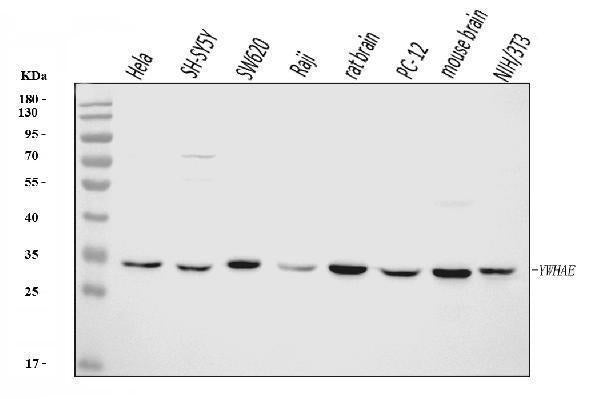 Anti-YWHAE Antibody Picoband® (monoclonal, 3G11G2)