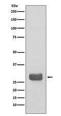 Western blot analysis of 14-3-3 epsilon expression in 293T cell lysate.