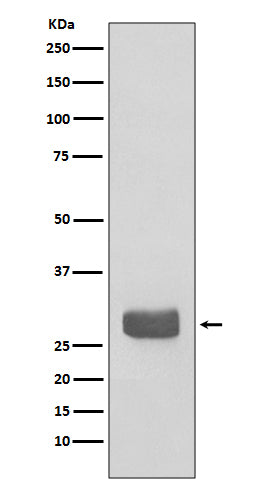 Western blot analysis of 14-3-3 epsilon expression in 293T cell lysate.