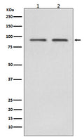 Western blot analysis of Hsp90 beta expression in (1)HeLa cell lysate;(2)Jurkat cell lysate.