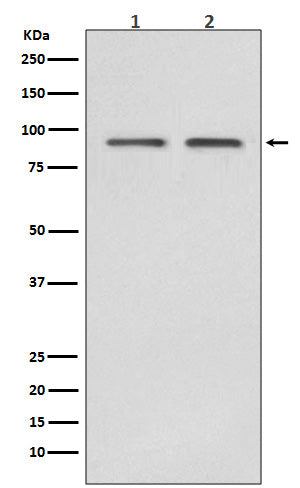 Western blot analysis of Hsp90 beta expression in (1)HeLa cell lysate;(2)Jurkat cell lysate.
