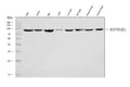 Anti-Hsp90 beta/HSP90AB1 Antibody Picoband® (monoclonal, 7B7F5)