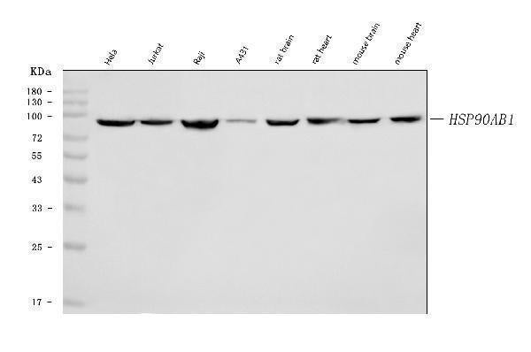 Anti-Hsp90 beta/HSP90AB1 Antibody Picoband® (monoclonal, 7B7F5)