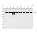 Anti-Hsp90 beta HSP90AB1 Rabbit Monoclonal Antibody