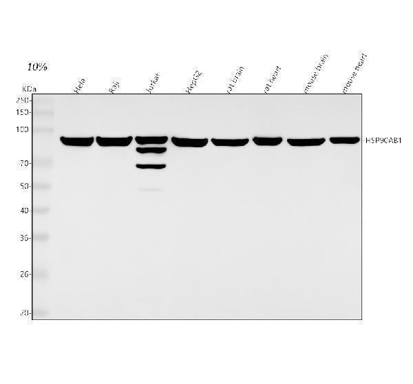 Anti-Hsp90 beta HSP90AB1 Rabbit Monoclonal Antibody