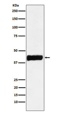 Western blot analysis of Creatine kinase B type expression in SHSY5Y cell lysate.