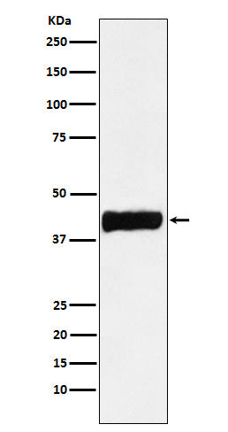 Western blot analysis of Creatine kinase B type expression in SHSY5Y cell lysate.
