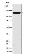 Anti-Myosin light chain kinase MYLK Rabbit Monoclonal Antibody