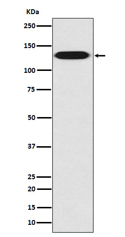 Anti-Myosin light chain kinase MYLK Rabbit Monoclonal Antibody