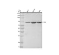 Anti-BIRC2 Monoclonal Antibody